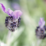 ice cream anyone?? (explored)