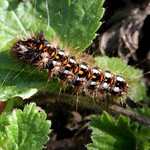 Caterpillar larvae of knotgrass moth Siblands 30.9.2013 (1)