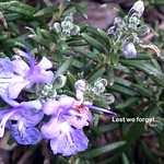 Lest we forget... ANZAC Day 2017