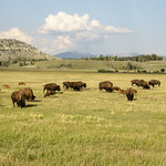 Oh Give Me A Home....