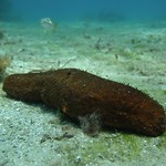 Warty Sea Cucumber