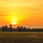 Nature's Offering ( At Dawn )