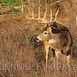 White-tailed Buck