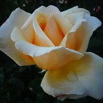 Wien, 1. Bezirk (distretto), Volksgarten (giardino del popolo, people's garden, jardin du peuple, jard&iacute;n de la gente), 1000 Rosen, K&ouml;nig Laurins Rosengarten