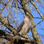 Sharp-Shinned Hawk(F)