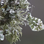 Orange Tip - Anthocharis cardamines