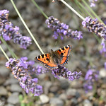 Lavender butterfly