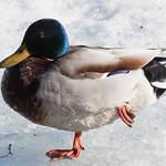 Relaxing mallard duck