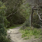 Follow The Clarkia Trail