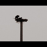 Our Young Eagle Neighbors