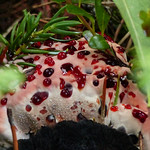 Strawberries and cream fungus / Hydnellum peckii