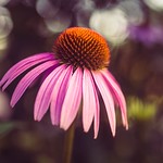 Cone Flower
