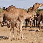 Camel Farm, Bikaner, Rajasthan