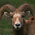 Bighorn Ram