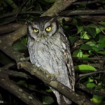 Corujinha-do-mato (Megascops choliba)