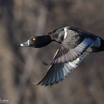Male Ring-Necked Duck (Explored)