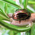 Rosemary Beetle