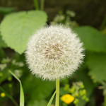 Blooming dandelion