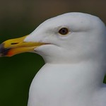Young Gull Head Shot 6 IMGP8322