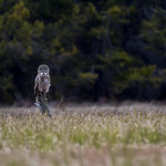 Great Gray Owl