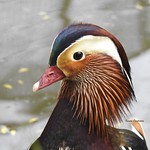 Pato Mandar&iacute;n