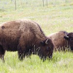 Oh give me a home... where the buffalo roam...