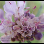 Small Creatures Interlude