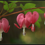Bleeding Hearts