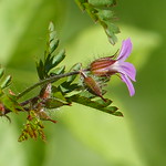 fiorellini di montagna