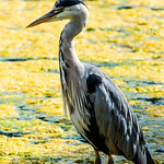 Grey Heron - Garza Real (Ardea cinerea)