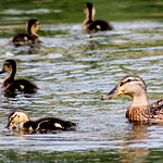 Mallard mother and ducklings