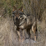Iberian wolf