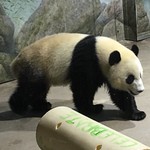 Gorgeous Bei Bear
