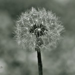 Ef&iacute;mer.....Ef&iacute;mero.....Ephemeral.