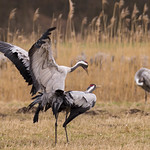 Kraanvogel - Common Crane