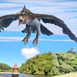 Haast Eagle return_ZealandiaSanctuary, Wellington