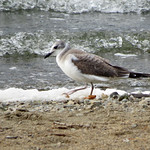 Sabine's Gull - A Juvenile Bird