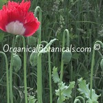 Danish-Flag-Papaver-Somniferum-Poppies-1