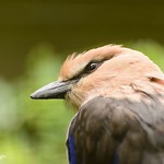 Blue Bellied Roller.