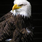 eagle