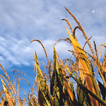 Corn fields
