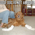 sock-dog