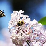 when the flower blooms, the bees come uninvited.