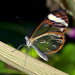Glasswing Butterfly