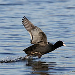 0S8A0572X-001. Eurasian Coot | Fulica atra