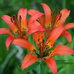 Lilies in the wild