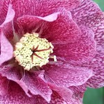 Double pink hellebore