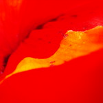 red macro