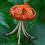 Turk's Cap Lily (Lilium sp.)