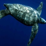 leatherback turtle